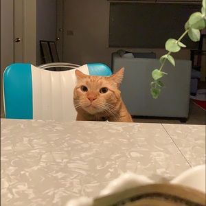 Meet your Posher, Jose